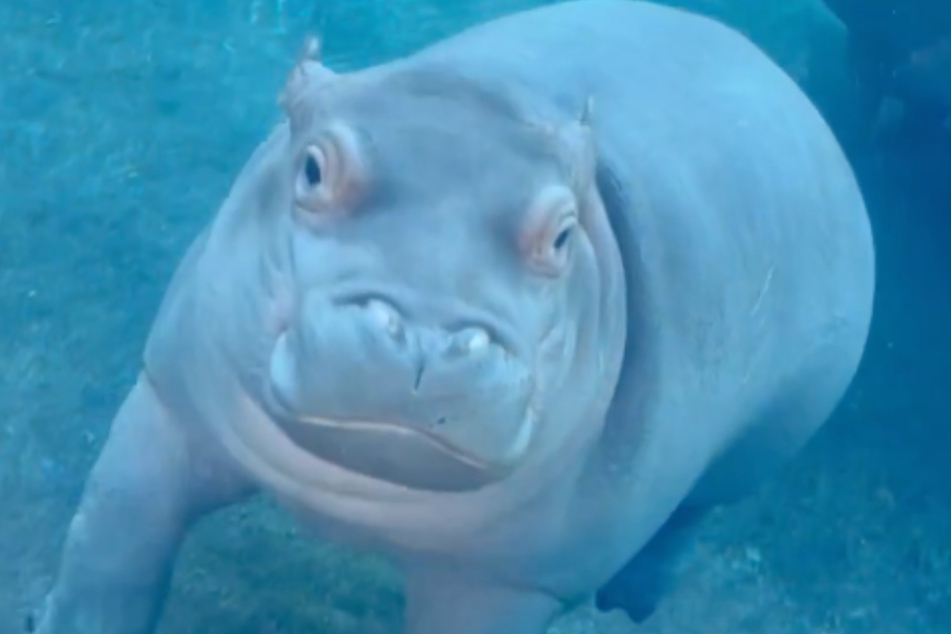 Have you ever watched a baby hippo try to do a barrel roll? It's worth a watch or seven.