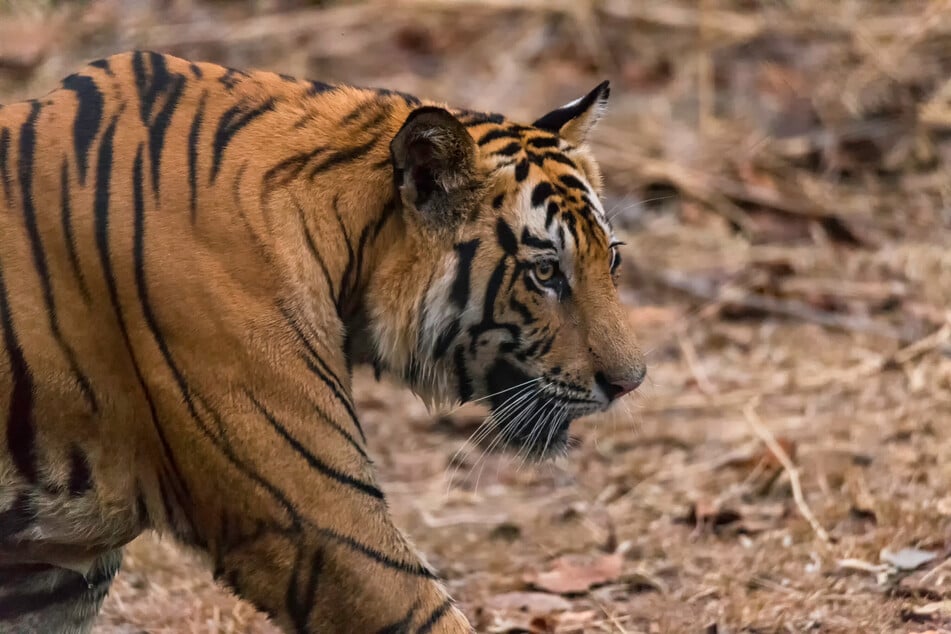 Als der Mann seine Notdurft verrichten wollte, griff der Tiger an. (Symbolbild)