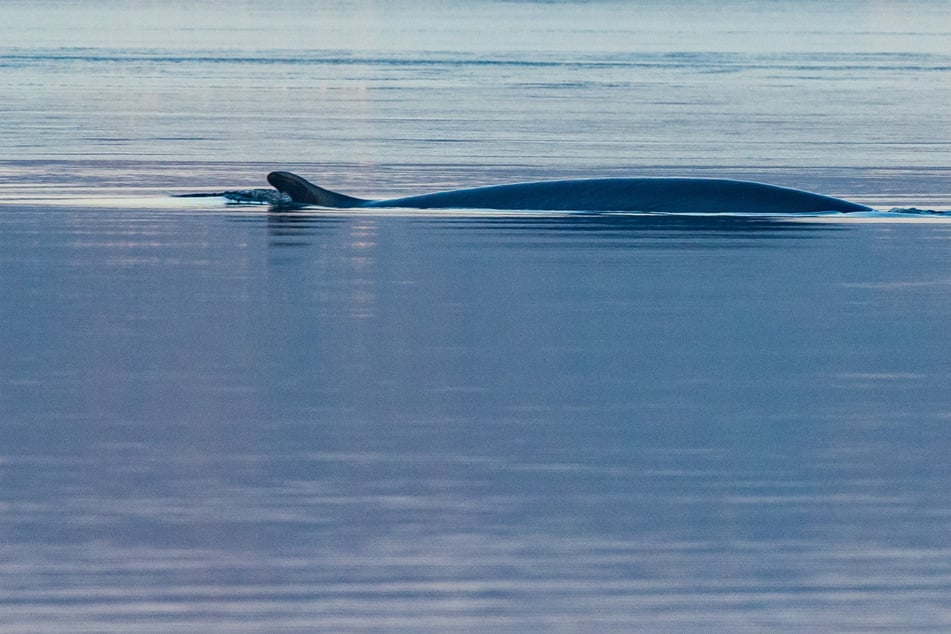 "Whalewatching": Finnwal in der Flensburger Förde entdeckt