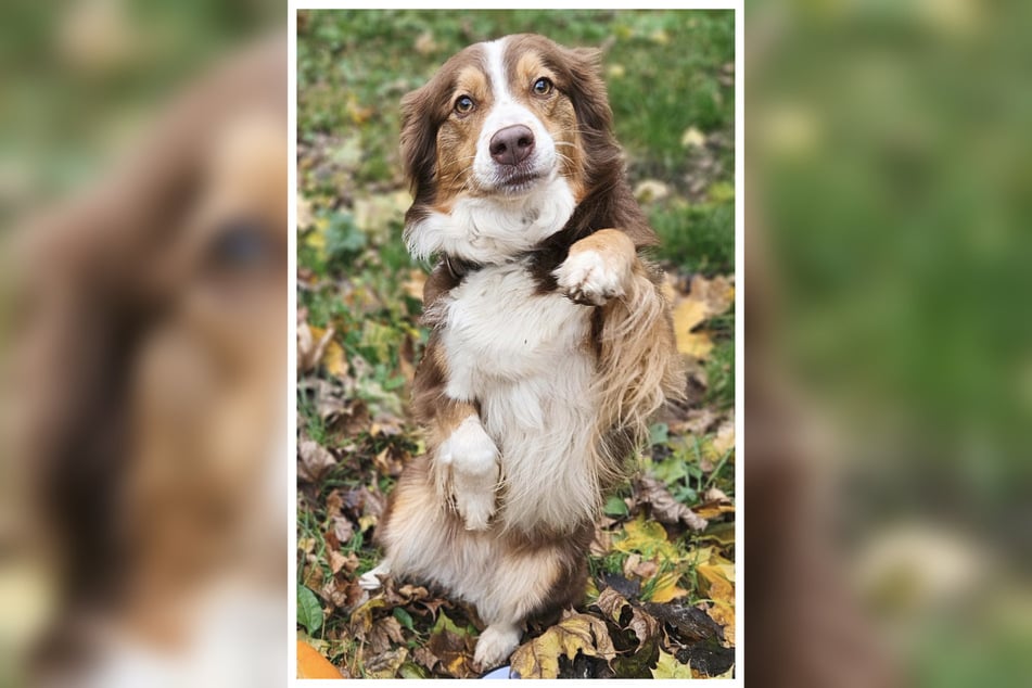 Kommen Besucher ins Tierheim in Fulda, werden sie von Juna sofort freundlich begrüßt.