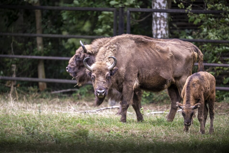 Das von Schließung bedrohte Wildgatter in Oberrabenstein ist gerettet.