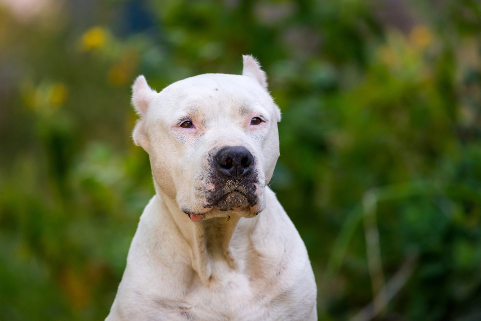 The pit bull dog breed is responsible for over half of all dog attacks (stock image).