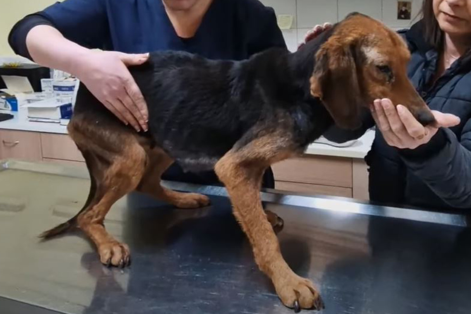 Frau rettet abgemagerten Hund: Zwei Monate später sieht er total verändert aus