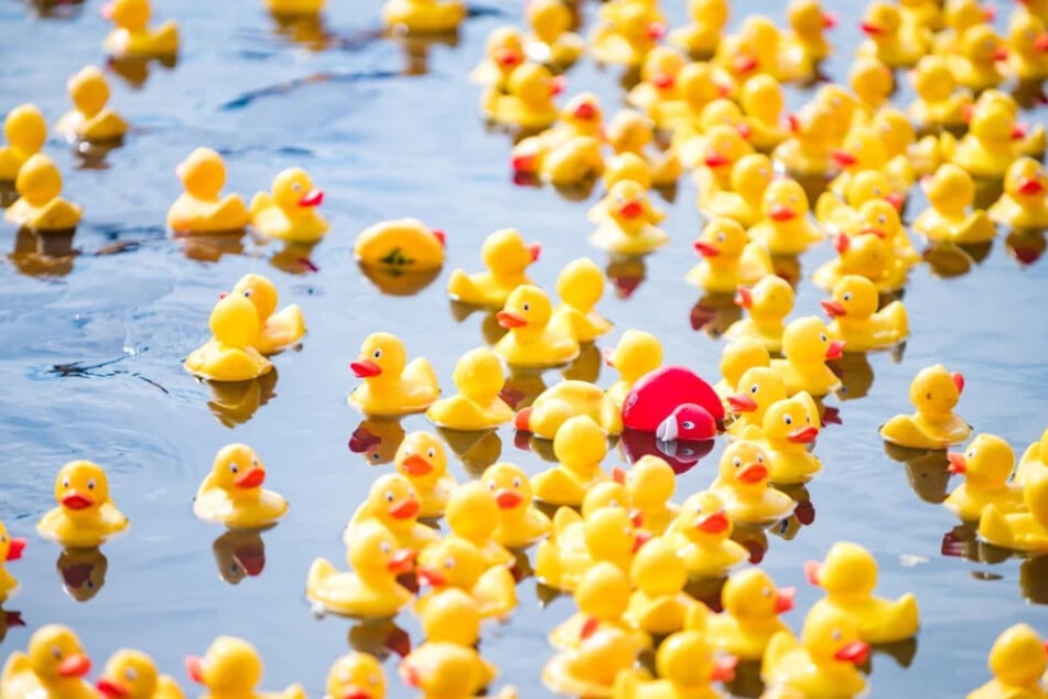 In Thalheim werden die Enten losgelassen. (Symbolbild)
