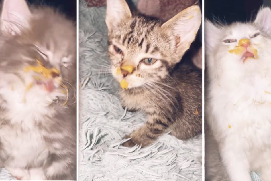 Little kittens gobble up their owner's dinner – to the delight of TikTok!