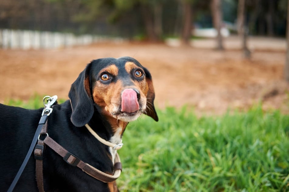 Konfliktvermeidung und Stressreduktion sind zwei mögliche Gründe für dieses Hundeverhalten.