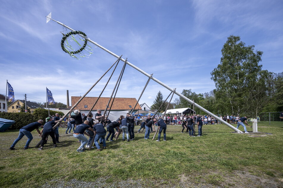 Der traditionelle Maibaum wurde am heutigen Mittwoch in Einsiedel aufgestellt.