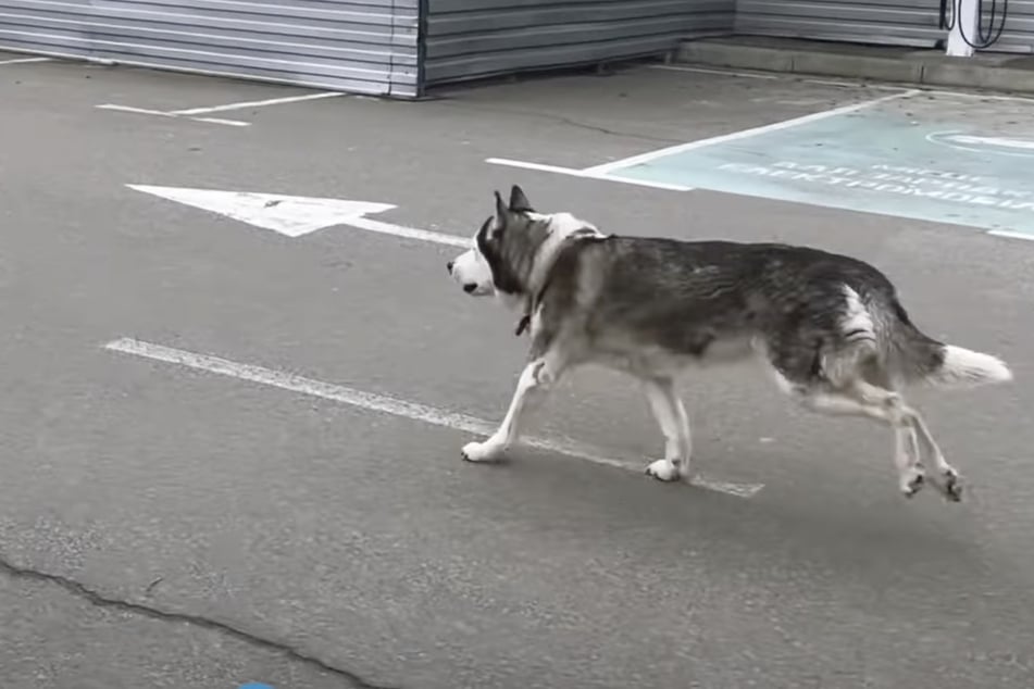 Aufgeregt rennt der Husky los, als er seinen Besitzer erblickt.
