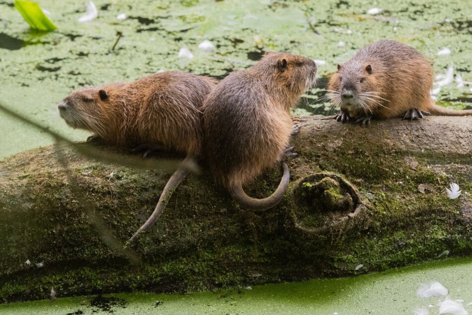 Im Südwesten müssen Nutrias geschossen werden. (Symbolfoto)