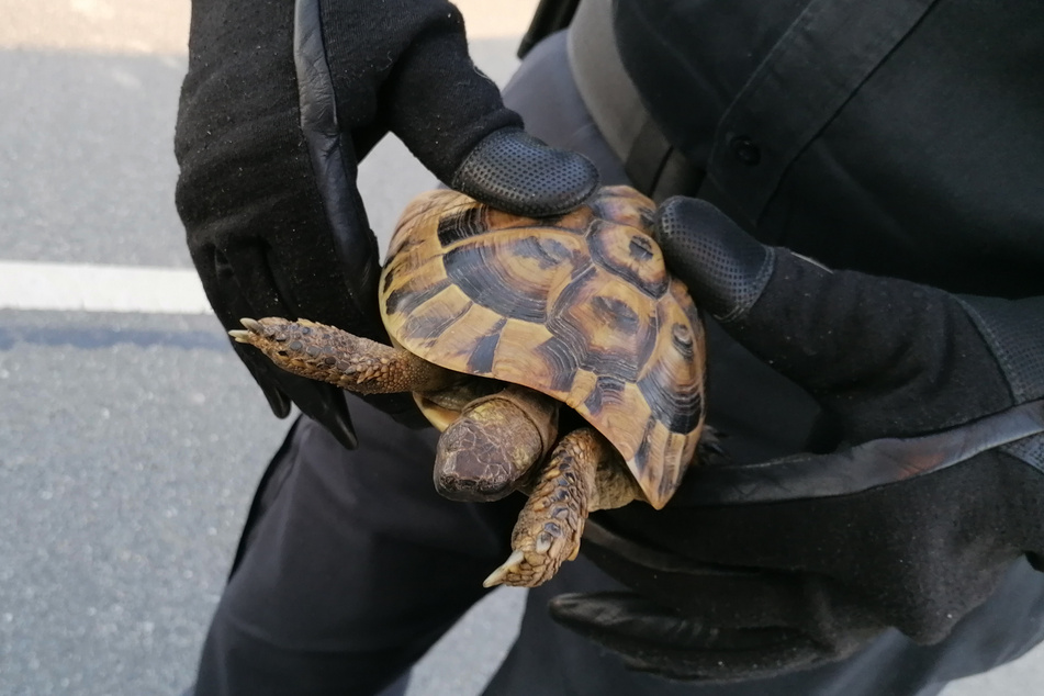 Die Polizei musste im Landkreis Peine eine Schildkröte "festnehmen", die über die Straße spazierte.