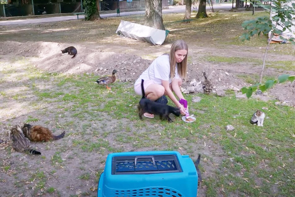 Animal rescuer Olena is shocked to see that a whole bunch of cats have suddenly appeared.