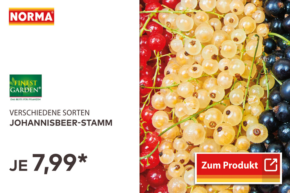 Johannisbeer-Stamm für 7,99 Euro