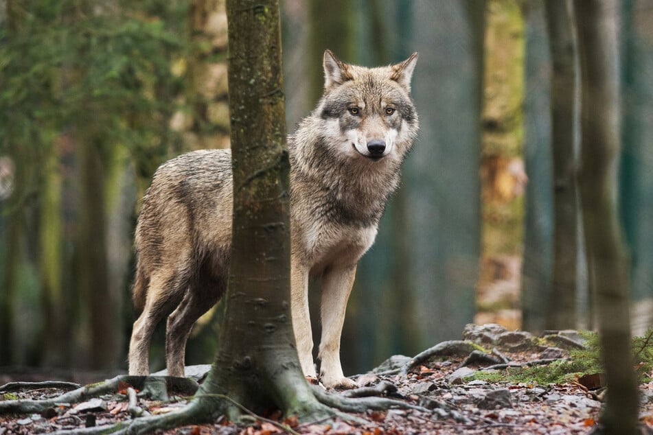 Ein Wolf schaut aufmerksam hinter Bäumen hervor. Ende März beschloss der Bundesrat, das Raubtier in das Bundesjagdgesetz aufzunehmen.