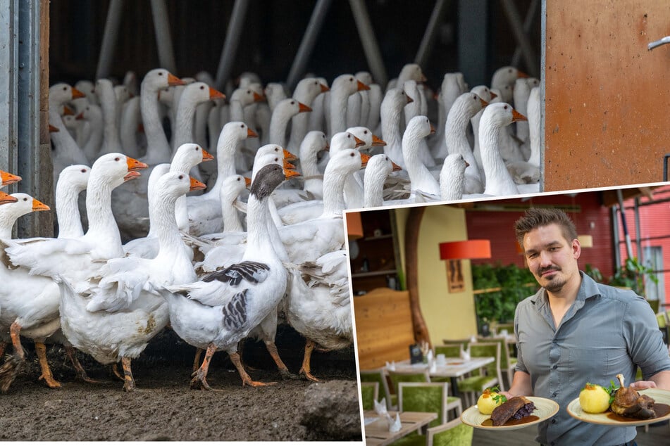 Chemnitz: Preise explodieren! Das kostet Martinsgans-Essen in Chemnitz