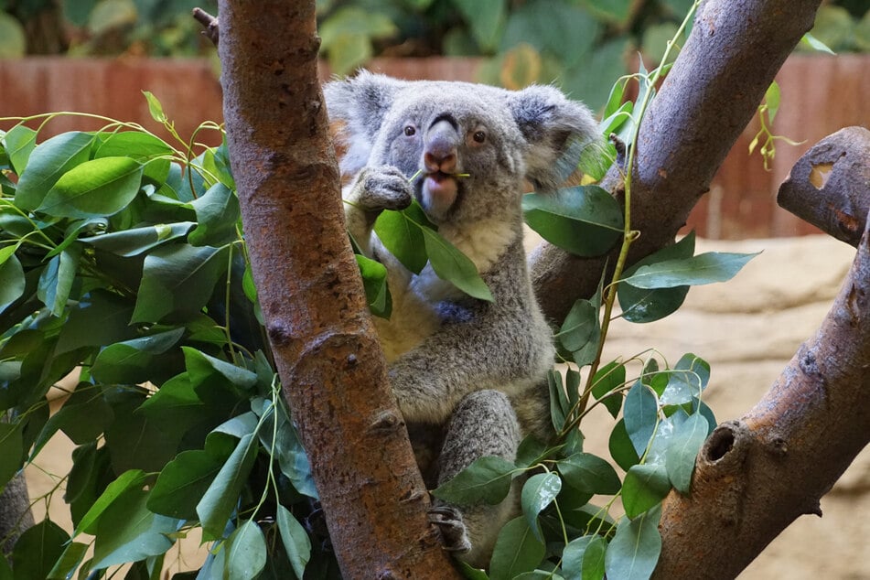 Teure Haltung: Ein Koala kostet bis 2000 Euro pro Monat.