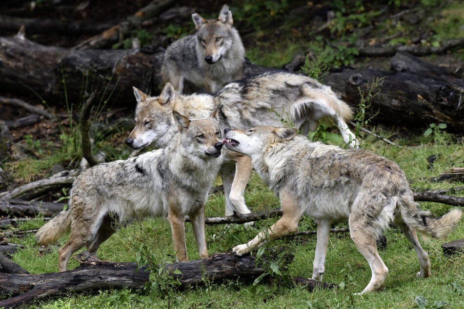 Gesunde Wölfe meiden in der Regel Kontakte mit Menschen. (Archivbild)