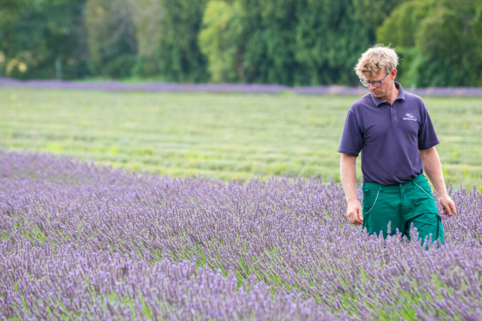 Lavendelfelder wie in der Provence: Lausitz-Ort setzt jetzt auf Lila