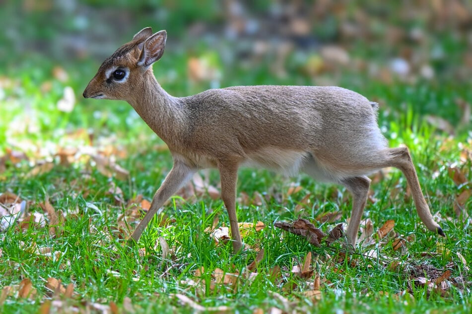 Klein und flink: Kölner Zoo begrüßt seltenen Nachwuchs