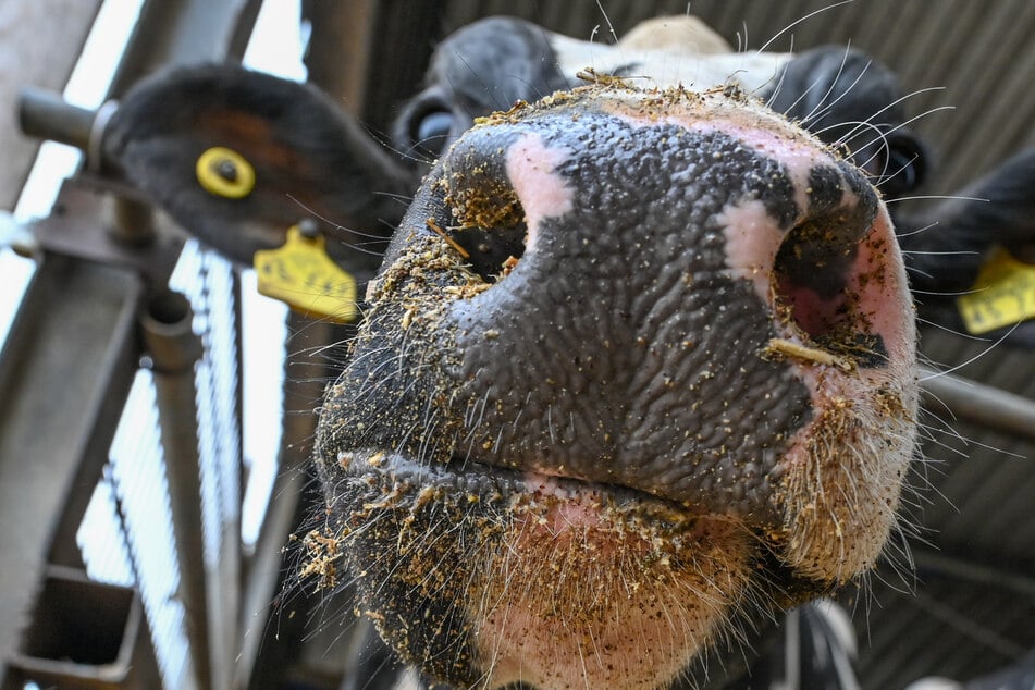 Kühe im Visier: Dieses Land will 200.000 Wiederkäuer töten!