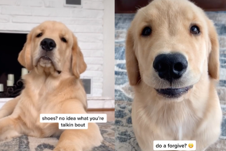 Am Ende muss der Golden Retriever einsehen, dass er auf frischer Tat ertappt wurde.