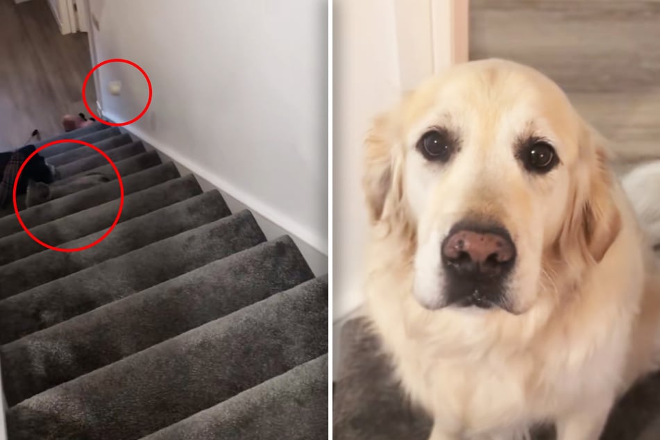 "Mordversuch"? Wollte Hündin Lucie etwa Katze Kevin mit dem Ball "umbringen"?