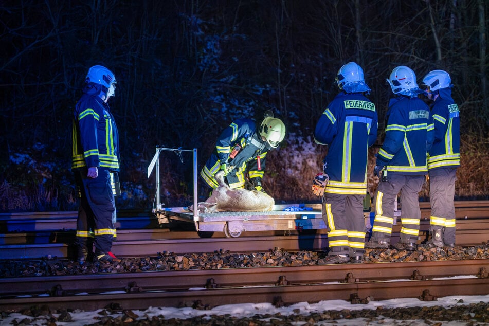Die Feuerwehr kümmerte sich um das tote Reh.