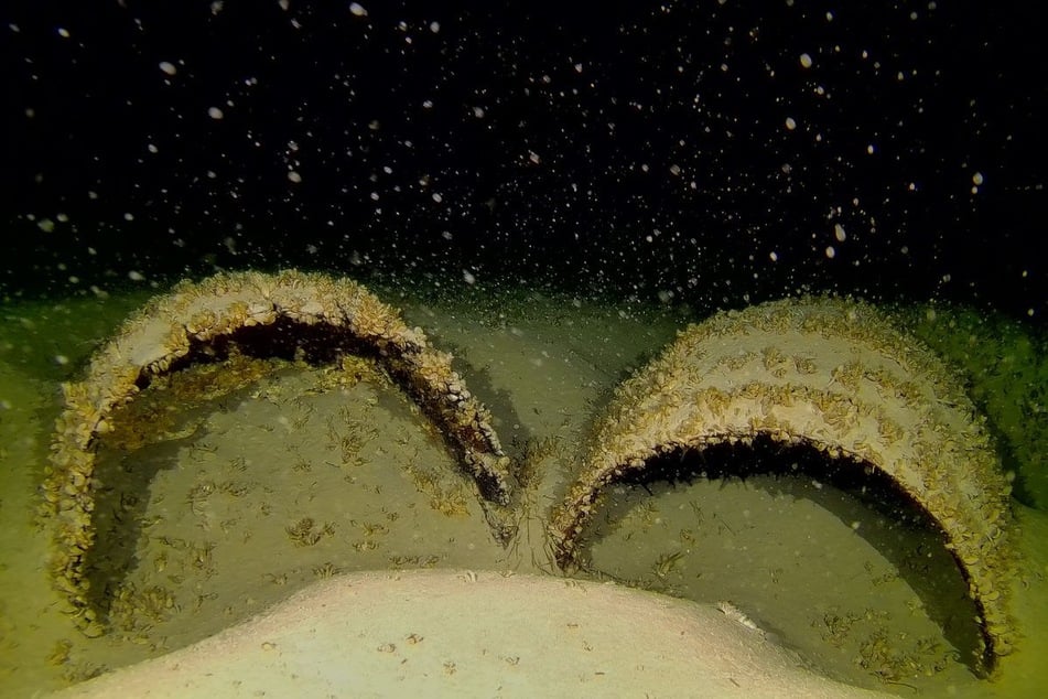 Unter der glitzernden Wasseroberfläche des Bodensees schlummert eine geheime Welt.