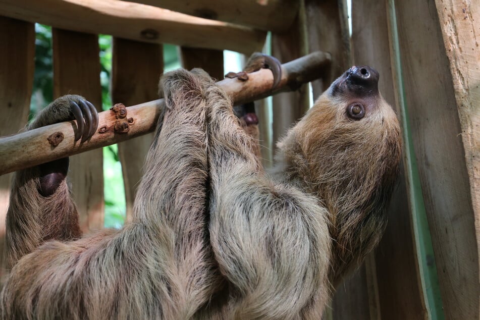 Faultierweibchen Usti (1) kam aus Tschechien in den Berliner Zoo zu Partner in spe, Charlie (10).