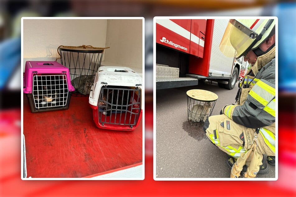 Die drei Katzen wurden vorübergehend in das Tierheim Magdeburg gebracht.