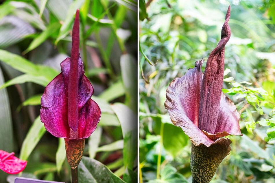 Die Teufelszunge treibt gerade ihre Blüte aus.