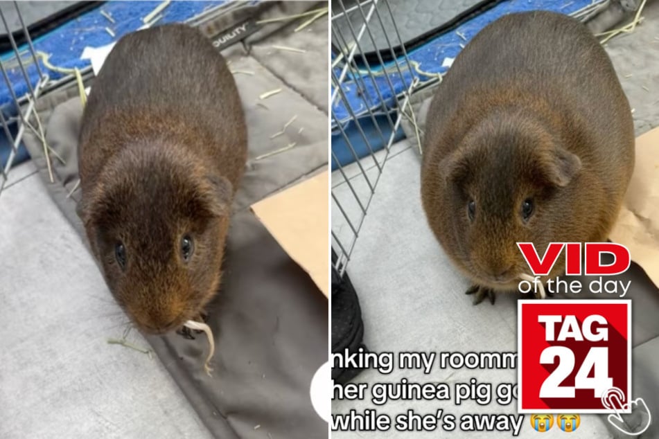 A girl on TikTok pranked her roommate into thinking her guinea pig got obese while she was away – and the texts that followed are priceless!