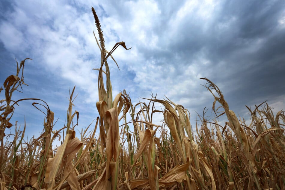 Der Sommer 2026 gehört zu den neun trockensten Sommern in Bayern seit 1931 – seit Beginn der Messdaten.