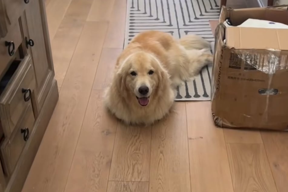 Passt er sich mit Absicht an Ruby an? Dass Maui eher wie ein Corgi daliegt - ohne sichtbare Vorderbeine - ist nicht von der Hand zu weisen.