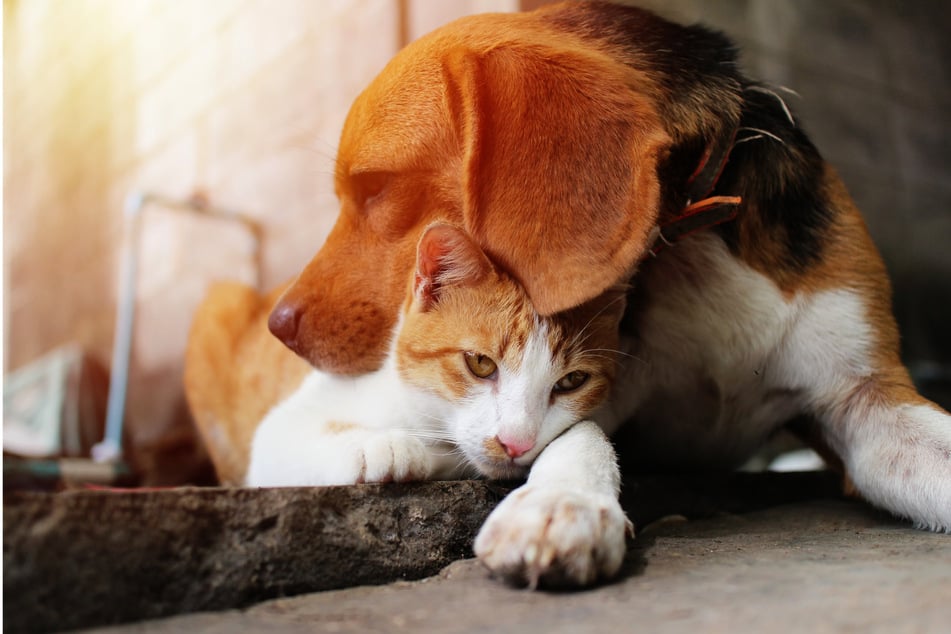 Mit Katzen kommt Loony nicht so gut klar, mit Hunden schon. (Symbolbild)