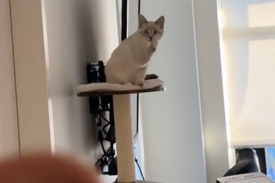 This cat mimicked her human owner's good-bye wave.