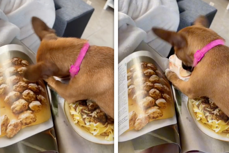 Hund sieht Essensbilder im Magazin: Was er dann macht, ist urkomisch