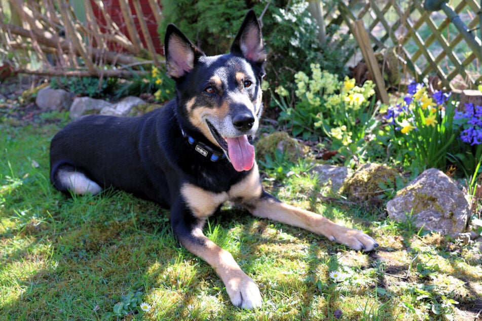 Skylo würde sich gerne auch in Zukunft in einem Garten austoben. Hast Du ein passendes Plätzchen für den hübschen Rüden?