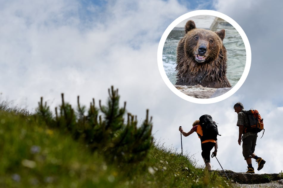 US-Behörde empfiehlt: "Schubse langsame Freunde niemals vor Bären"