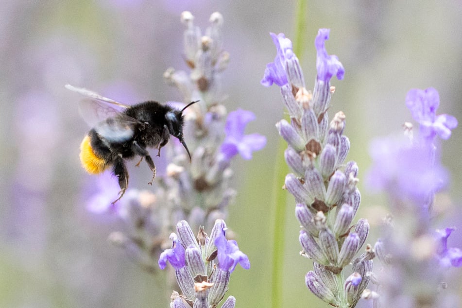 Die lila Blüten des Lavendels sind besonders für Hummeln attraktiv.