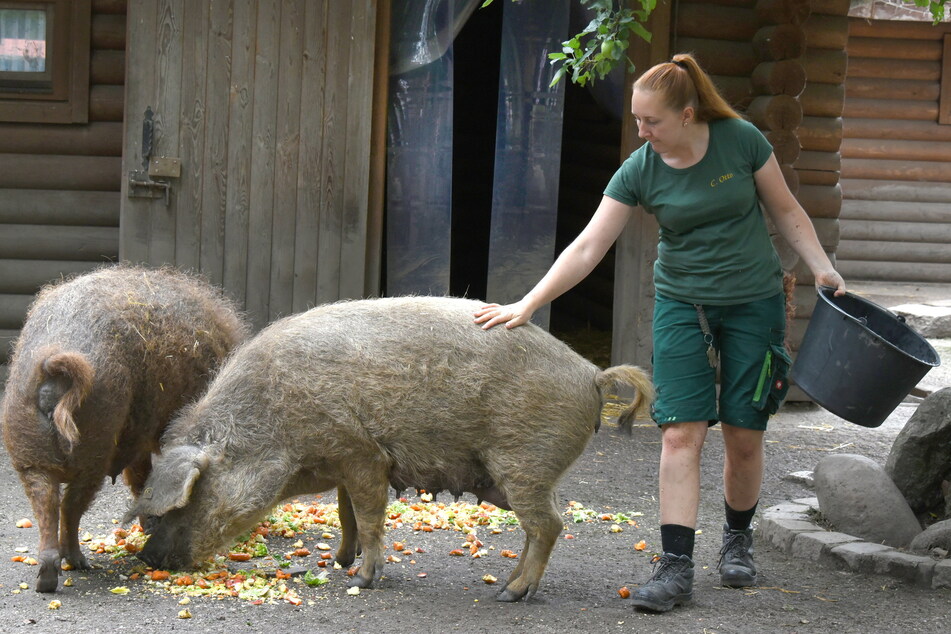 Tierparkleiterin Caroline Otto (25) streichelt Sau Kriemhild.