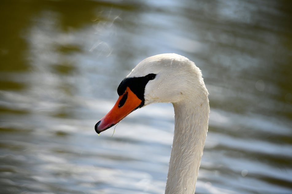 Mindestens ein Schwan wurde nach bisherigen Erkenntnissen von dem 44-Jährigen getötet, wie aus Polizeiangaben hervorging. (Symbolbild)