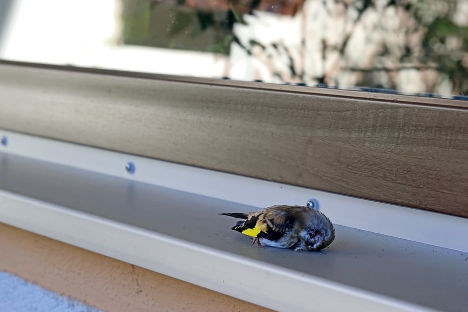 Ein entspiegeltes Glas oder Markierungen durch Streifen am Fenster hätten diesen Vogel vielleicht vor dem Tod bewahren können.