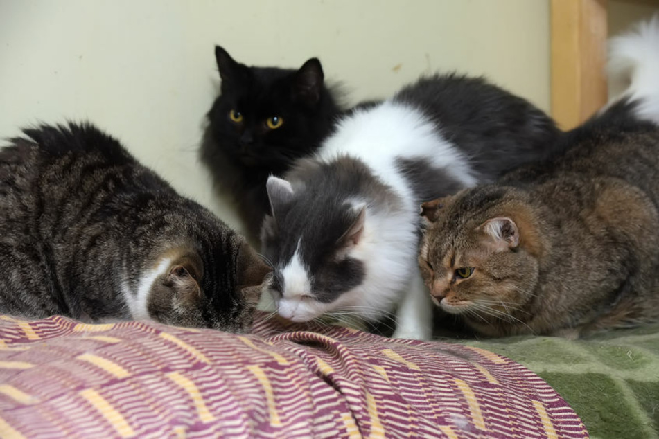 Polizei befreit mehr als 66 Katzen aus Wohnung