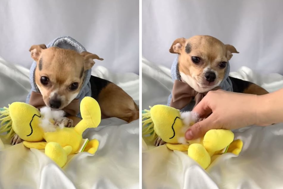 Besitzerin nimmt Chihuahua Stofftier weg: Seine Reaktion sorgt für mächtig Gelächter