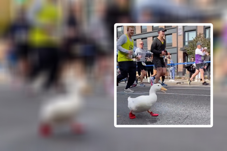 Lauf, Ente, lauf! Ein ganz besonderer Marathon-Läufer in NYC