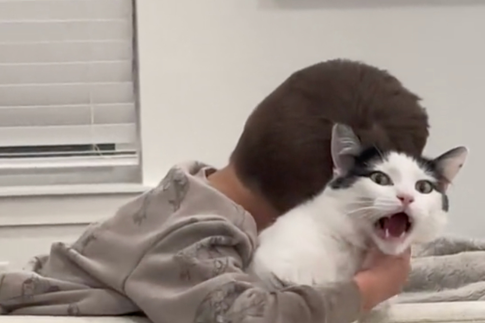 Stewie the cat seemed horrified at the prospect of a cuddle session, much to the amusement of TikTok users around the world.