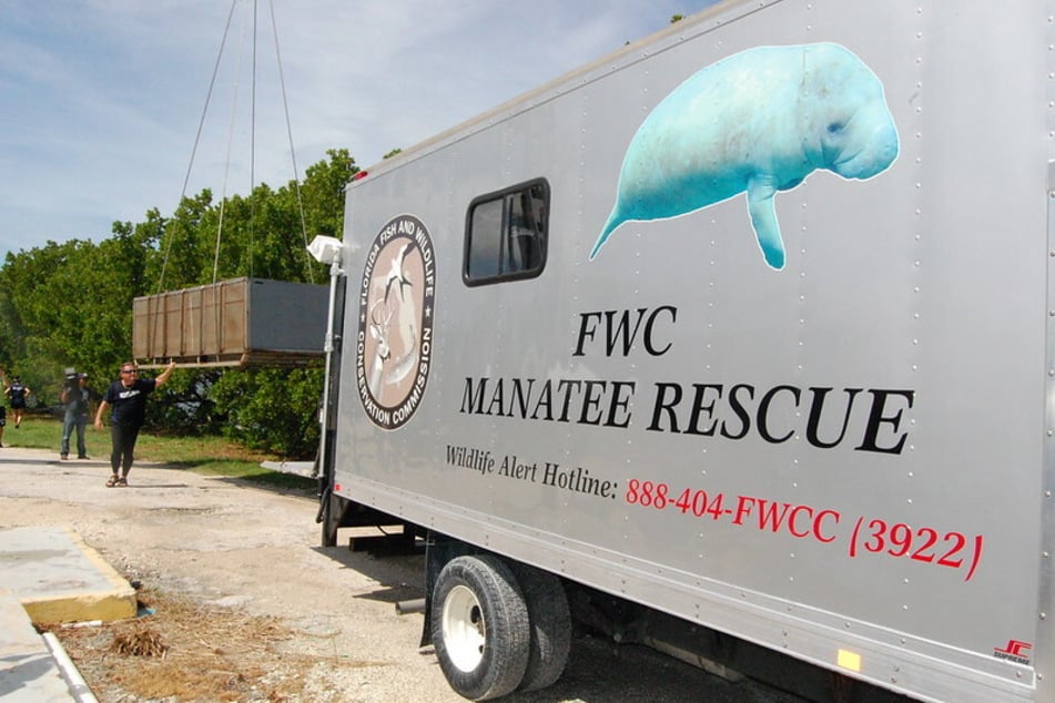 Florida officials have asked residents to call FWC's Wildlife Alert Toll-Free Number, 1-888-404-FWCC (1-888-404-3922), if thy spot a sick, injured, or dead manatee