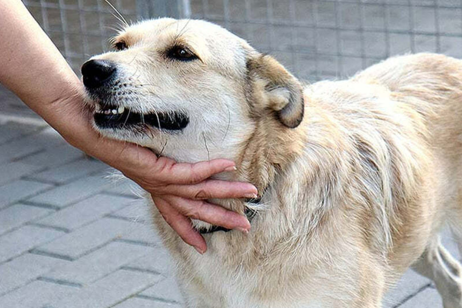 Hündin Bella durfte das erste Türchen des Tierheims Delitzsch öffnen.