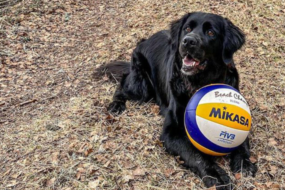 Dieser Hund begeistert Spitzensportler in Volleyball-Spiel