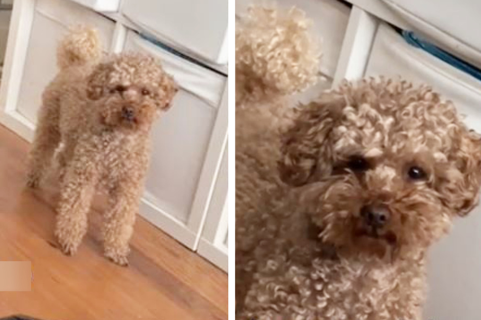 Poodle's gives owner "death stare" for a hilarious reason and TikTok can't stop laughing